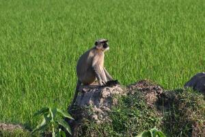 A langur monkey is seen sitting on the bund of a green field in the morning hours and looking around photo