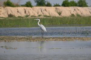 A grey heron is seen standing on the banks of a wet land lake photo