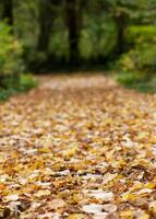 Autumn path image photo