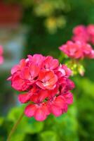 A Pelargonium plant photo