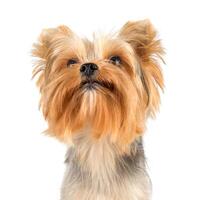 Yorkshire terrier on white photo