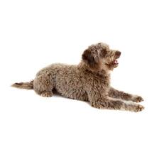 Lagotto romagnolo on white photo