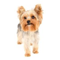 Yorkshire terrier on white photo