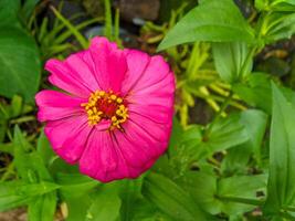 Beautiful and elegant zinnia paper flower ornamental plant photo