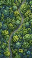 ai generado aves ojo tranquilidad, aéreo ver de la carretera corte mediante bosque en sereno paisaje, capturado en estricto parte superior ver foto