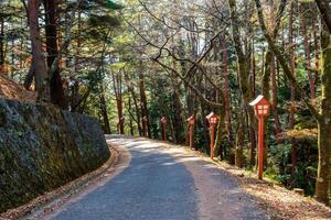 Pine forest corridor with red pole in shrine in autumn garden photo