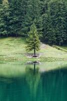 solitario árbol reflejar en ver montaña lago durante verano a Appenzell, Suiza foto