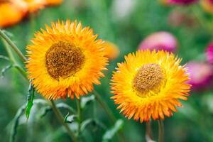 Beautiful Straw flower or Everlasting Daisy flower blooming in the garden on springtime photo