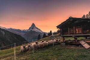 Matterhorn mountain with Valais blacknose sheep on hill in rural scene during the sunset at Switzerland photo