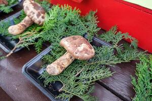 matsutake seta manchado en bandeja con pino hoja foto