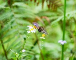 Brown Butterfly holding swarm pollen flower photo