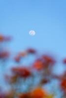 Multicolored of Straw flower or Everlasting Daisy flower blooming in the garden and moon in blue sky on springtime photo