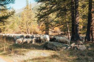 A dog leading flock of sheep to graze on meadow in autumn forest photo