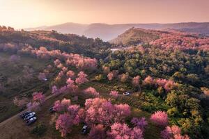 aéreo ver de salvaje himalaya Cereza bosque floreciente en montaña colina y rural la carretera en el Mañana a phu lom mira, phu hin rong kla nacional parque foto