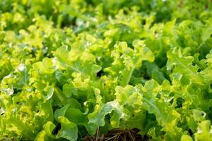 Farming organic green oak lettuce photo