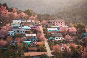 Rural scene of Thai tribe village with wild himalayan cherry tree blooming in springtime at Ban Rong Kla, Thailand photo