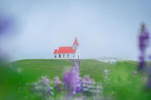 Holy Ingjaldsholskirkja church on hill with lupine flower blooming in foggy on summer at Iceland photo