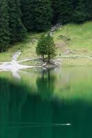 Pareja árbol, Pato flotante, personas de viaje en verano a ver lago a Suiza foto