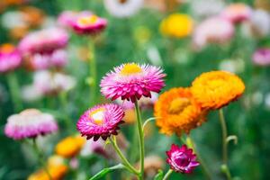 Beautiful Straw flower or Everlasting Daisy flower blooming in the garden on springtime photo