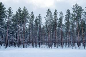 Scenery snowy pine trees photo