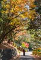 Tourist standing in Maple tree corridor in autumn garden photo