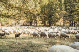 Flock of sheep were herded to graze in autumn forest photo