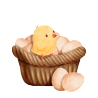 Watercolor composition showcasing a small yellow chick nestled in a woven basket surrounded by chicken eggs. Evokes the delightful essence of a rustic setting. Ideal for conveying warmth and charm png