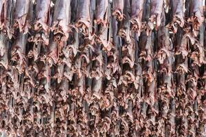 Cod fish headless drying on wooden racks photo