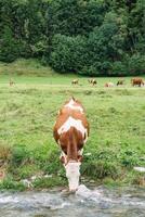 vaca es Bebiendo agua por río en pasto foto