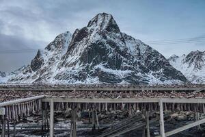 Cod fish drying on wooden racks and mountain view in gloomy day. Traditional food fishing industry in Scandinavia at Lofoten Islands photo