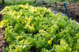 Farming organic green oak lettuce photo