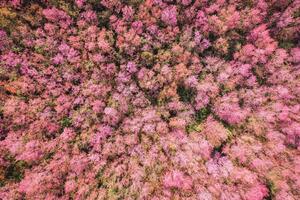 Beautiful pink petal of wild himalayan cherry tree blooming in the garden on springtime at Phu Lom Lo photo