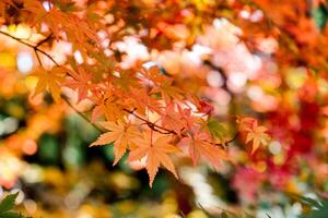 Orange Maple leaves in autumn garden photo