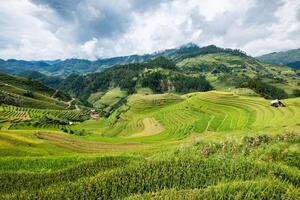 Viewpoint of rice field on terraced landmark of Mu Cang Chai photo