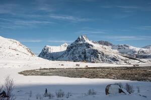 Snowy mountain range on coastline in winter on sunny day at Lofoten islands photo