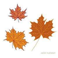 Vector set of hand drawn fall leaves of maple