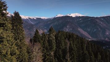 Nord Wald steht gegen schneebedeckt Berge Nord Wald Oase im Ausruhen von Winter. Nord Wald in der Nähe von Ski Resorts Mischung von Gelassenheit und Abenteuer inmitten Wald Magie von Winter kommt lebendig. video