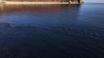 Flock of ducks gracefully glide in water serene aerial view Flock of beautiful ducks wild nature environmental care. Flock of ducks in water northern tranquility environmental awareness. video