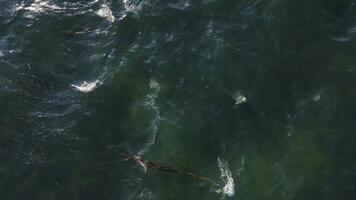 Aerial view on a flock of cute spotted seals swimming in the clear water video