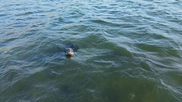 aéreo Visão do uma fofa visto foca emergente a partir de abaixo a água video