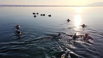 Aerial portrait view of a flock of long-tailed ducks swimming in winter video