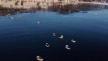 Aerial portrait view of a flock of long-tailed ducks swimming in winter video