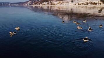 aérien portrait vue de une troupeau de à longue queue canards nager dans hiver video