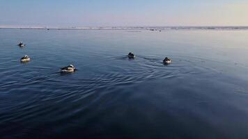 Aerial portrait view of a flock of long-tailed ducks swimming in winter video