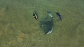 Aerial view on a flock of cute spotted seals swimming in the clear water video