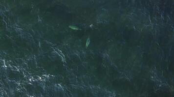 Aerial view on a flock of cute spotted seals swimming in the clear water video