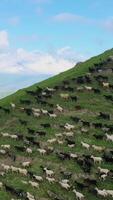 kudde van schapen loopt door groen actoprak voorbij gaan aan antenne visie natuurlijk schoonheid kalmte schapen kudde in majestueus bergen schoonheid sereen. kudde van schapen symbool van ongerept wildernis kalmte kalm. video