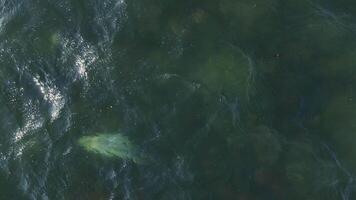 Aerial view on a flock of cute spotted seals swimming in the clear water video