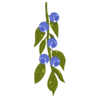 Blueberries branch illustration png