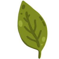 Green leaf illustration png